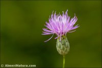 Mantisalca salmantica