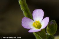 Maresia nana