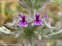 Marrubium alysson