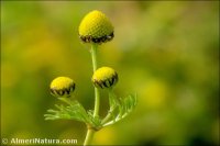 Matricaria aurea