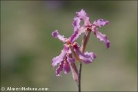 Matthiola fruticulosa