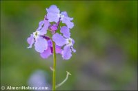 Matthiola lunata
