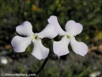 Matthiola lunata