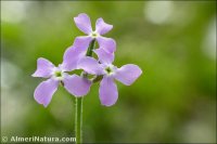 Matthiola lunata