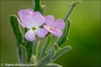Matthiola parviflora