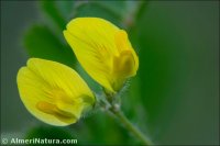 Medicago littoralis