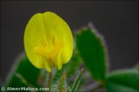 Medicago littoralis