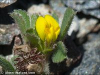 Medicago minima