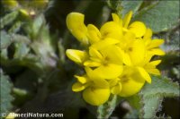 Medicago monspeliaca