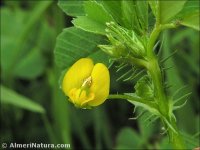 Medicago orbicularis