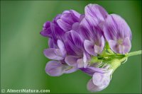 Medicago sativa