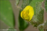 Medicago truncatula