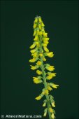 Melilotus indicus