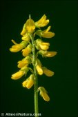 Melilotus sulcatus