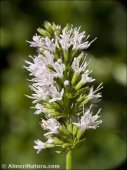 Mentha aquatica