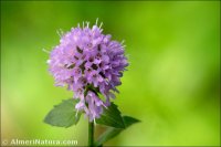 Mentha aquatica