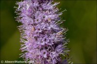 Mentha longifolia