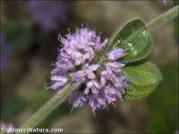 Mentha pulegium