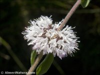 Mentha pulegium