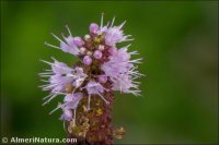 Mentha suaveolens