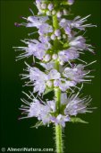 Mentha suaveolens
