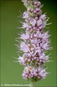 Mentha x rotundifolia