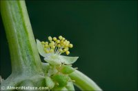 Mercurialis ambigua