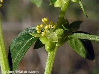 Mercurialis huetii