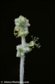 Mercurialis tomentosa