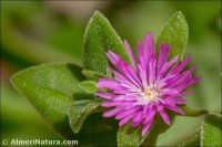 Mesembryanthemum cordifolium