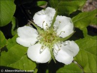 Mespilus germanica
