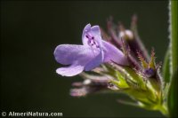 Micromeria graeca