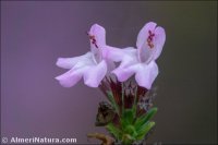 Micromeria inodora