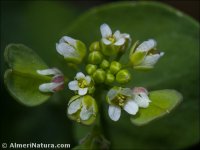 Microthlaspi perfoliatum