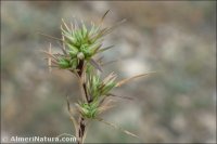 Minuartia campestris