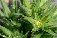 Minuartia montana