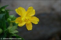 Mirabilis jalapa