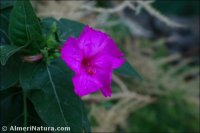 Mirabilis jalapa