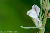 Misopates microcarpum