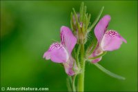 Misopates orontium