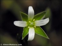 Moenchia erecta