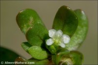 Montia fontana