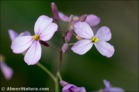 Moricandia foetida
