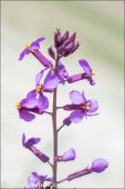Moricandia moricandioides subsp. baetica