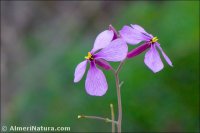 Moricandia moricandioides