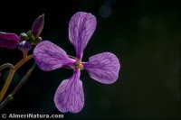 Moricandia moricandioides