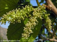 Morus alba