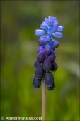 Muscari atlanticum
