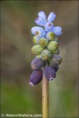 Muscari atlanticum