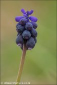 Muscari neglectum